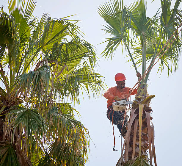 Professional Tree Service in Richfield, UT